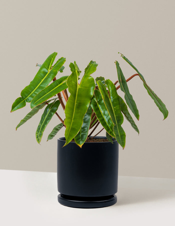 Medium (16-20" tall) / Isabella (6.25" wide) / Black