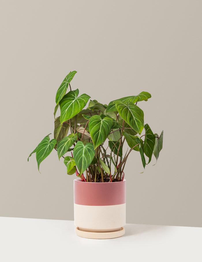 Medium / Isabella / Top Half Dusty Rose