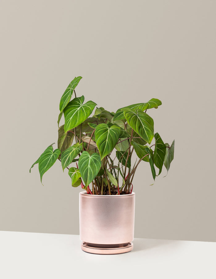 Medium / Isabella / Rose Gold