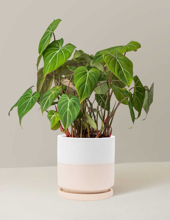 Medium / Isabella / Top Half White