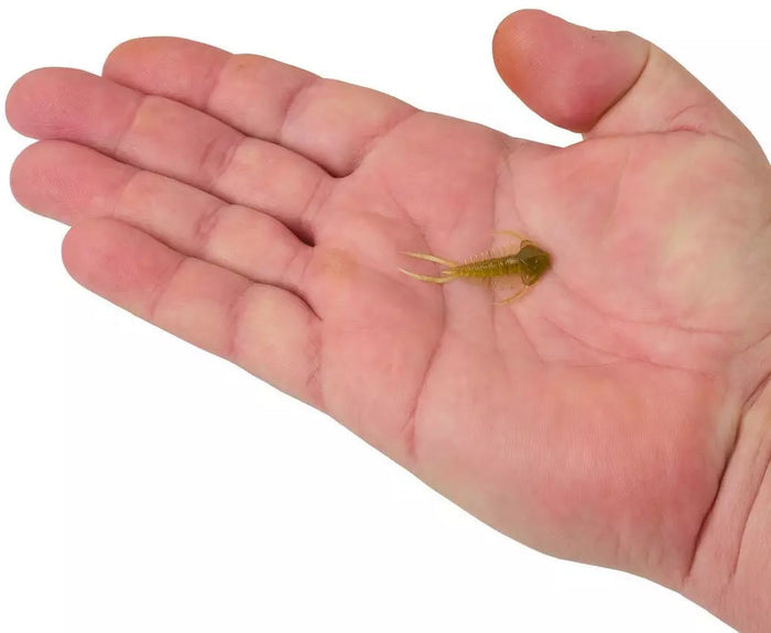 PowerBait Trilobite Creature Bait