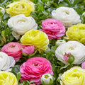 Ranunculus Mix