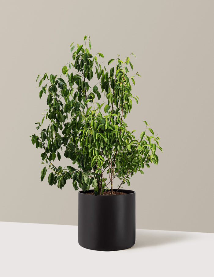 3 Gallon / Agnes / Black