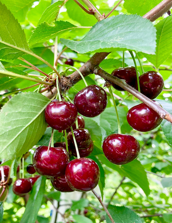 Romeo Cherry Tree
