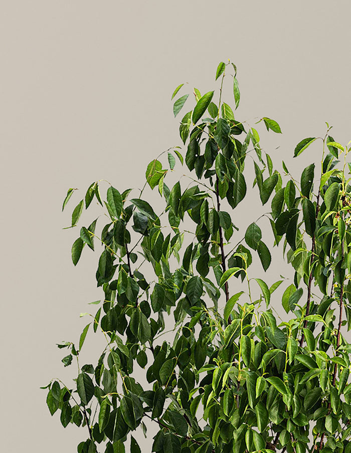 Romeo Cherry Tree