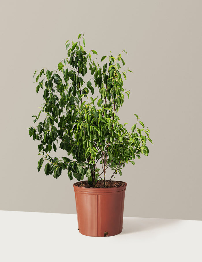bundle | 3 Gallon | Grow Pot