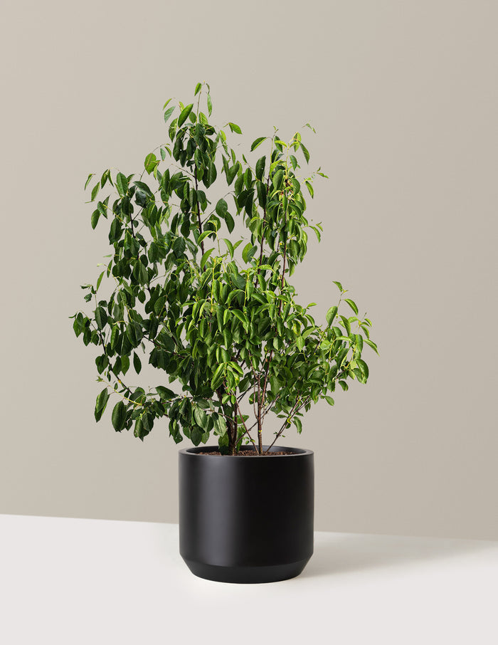 bundle | 3 Gallon | Mexia | Black