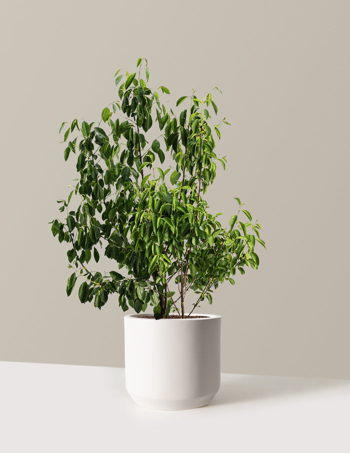 bundle | 3 Gallon | Mexia | Cream