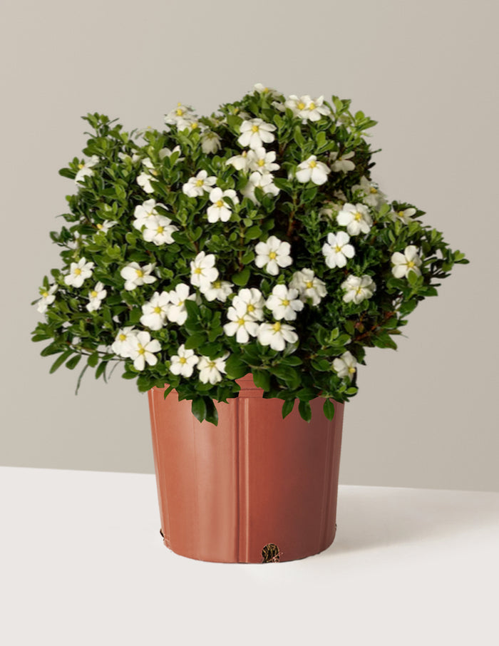3 Gallon / Grow Pot / Plastic
