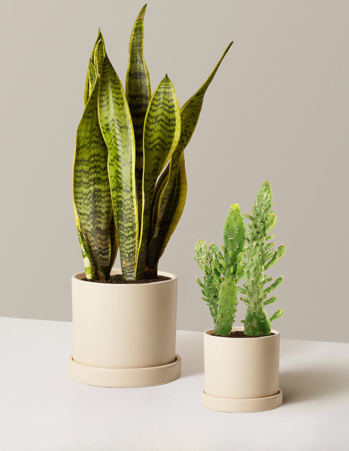 bundle | Small & Medium | Hyde | Cream