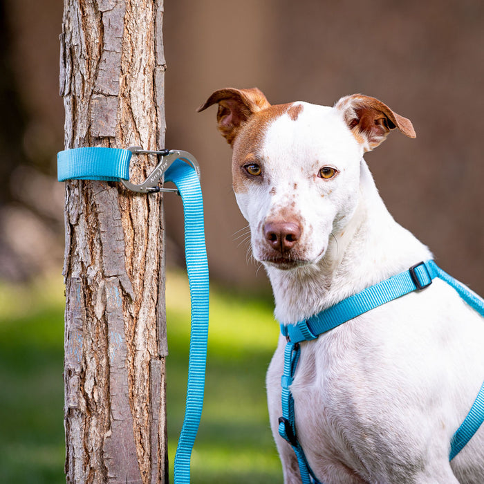SlideLock Dog Leash Carabiner