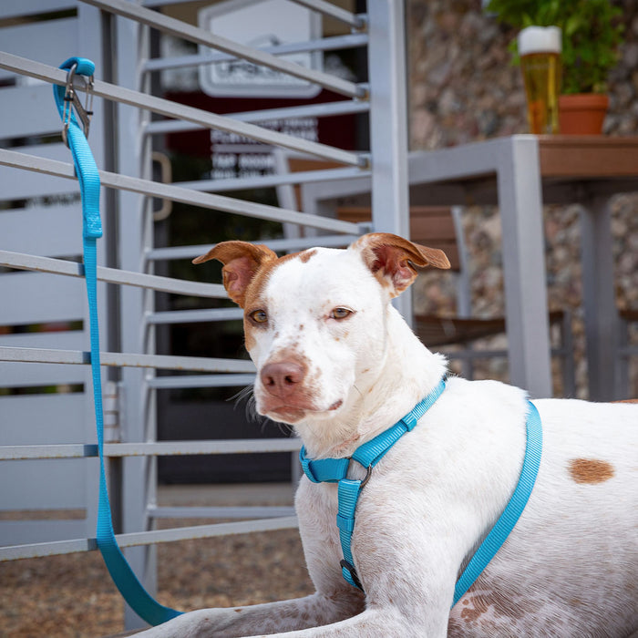 SlideLock Dog Leash Carabiner