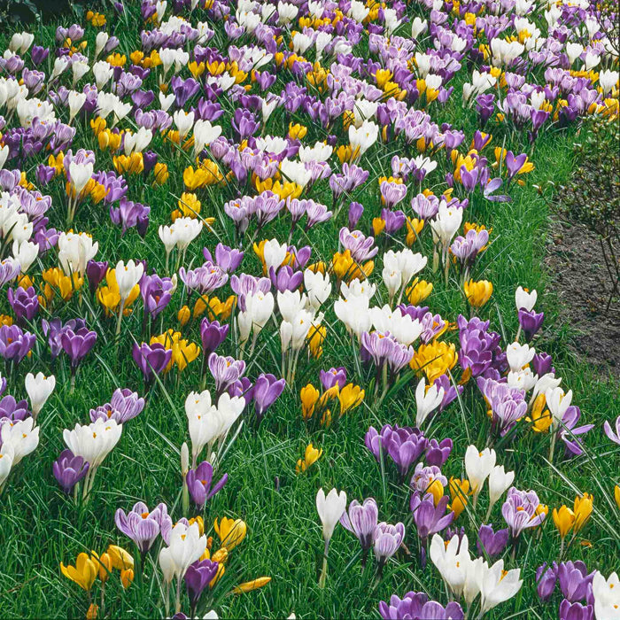Species Crocus Mix