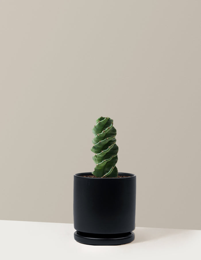 Medium (5"-9" tall) / Isabella (6.25" wide) / Black
