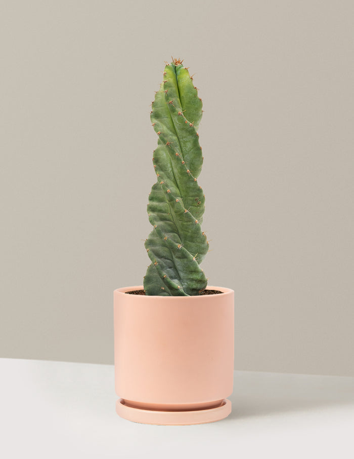 Medium (5"-9" tall) / Isabella (6.25" wide) / Blush