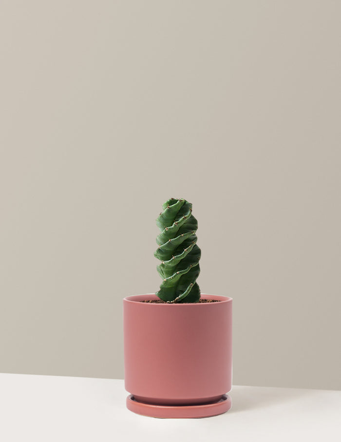 Medium (5"-9" tall) / Isabella (6.25" wide) / Dusty Rose