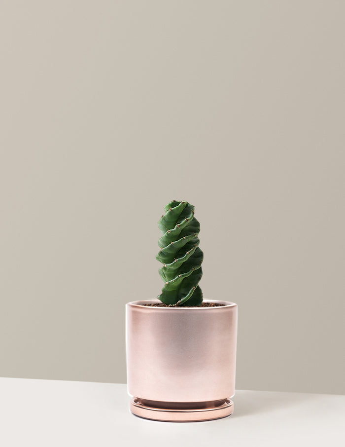 Medium (5"-9" tall) / Isabella (6.25" wide) / Rose Gold
