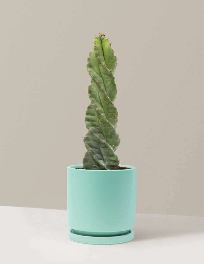 Medium (5"-9" tall) / Isabella (6.25" wide) / Sea Glass