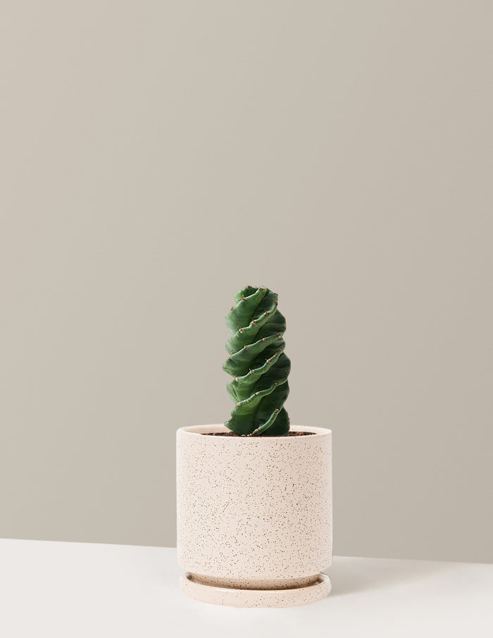 Medium (5"-9" tall) / Isabella (6.25" wide) / White Sesame