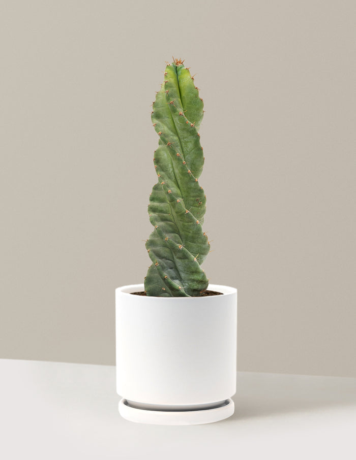 Medium (5"-9" tall) / Isabella (6.25" wide) / White