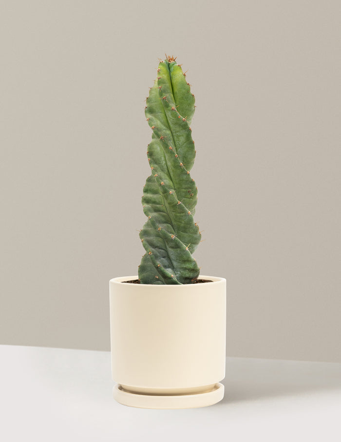 Medium (5"-9" tall) / Isabella (6.25" wide) / Almond