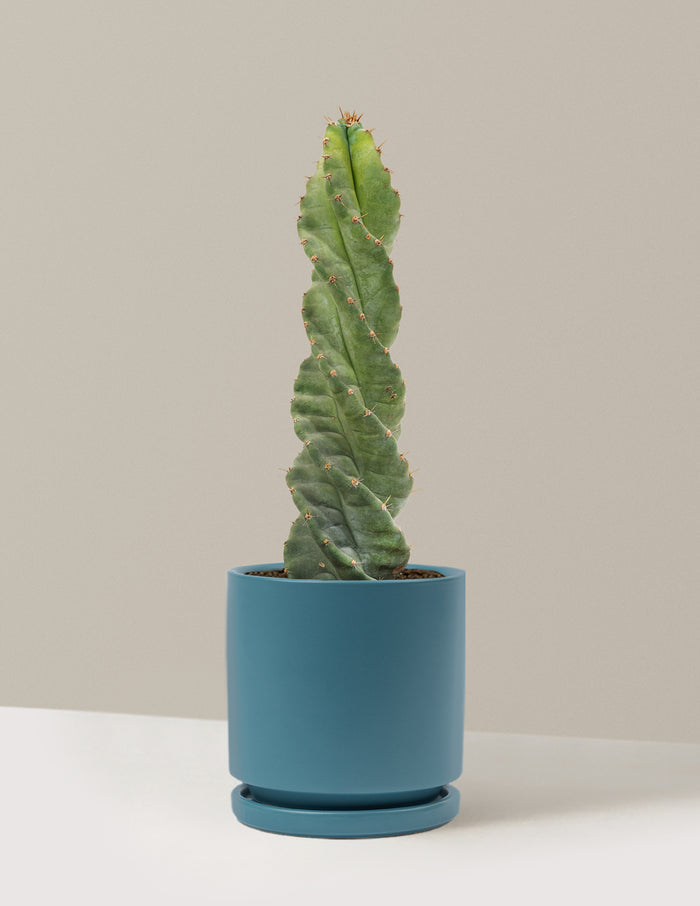 Medium (5"-9" tall) / Isabella (6.25" wide) / Antique Teal