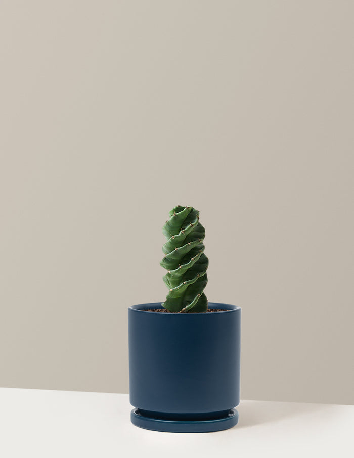 Medium (5"-9" tall) / Isabella (6.25" wide) / Midnight