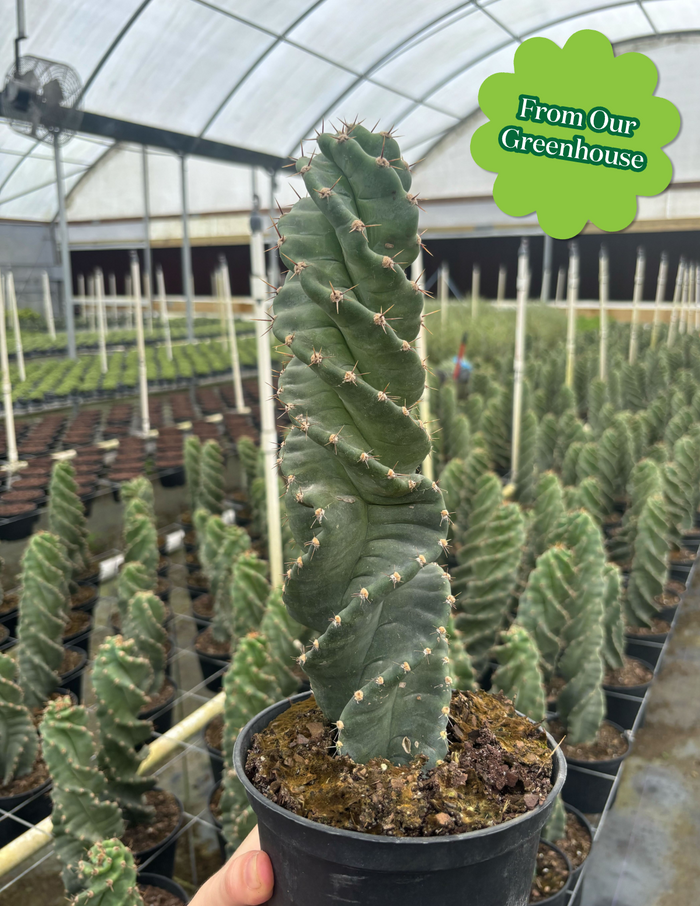Spiral Cactus