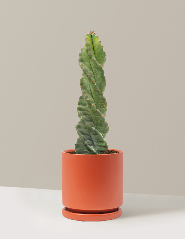 Medium (5"-9" tall) / Isabella (6.25" wide) / Rust