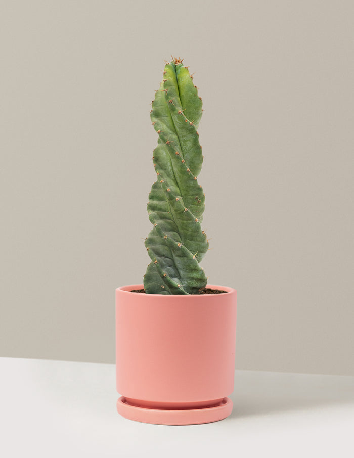 Medium (5"-9" tall) / Isabella (6.25" wide) / Bubblegum
