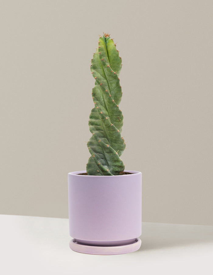 Medium (5"-9" tall) / Isabella (6.25" wide) / Lavender