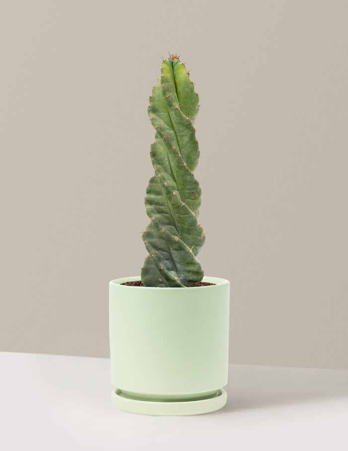 Medium (5"-9" tall) / Isabella (6.25" wide) / Sage
