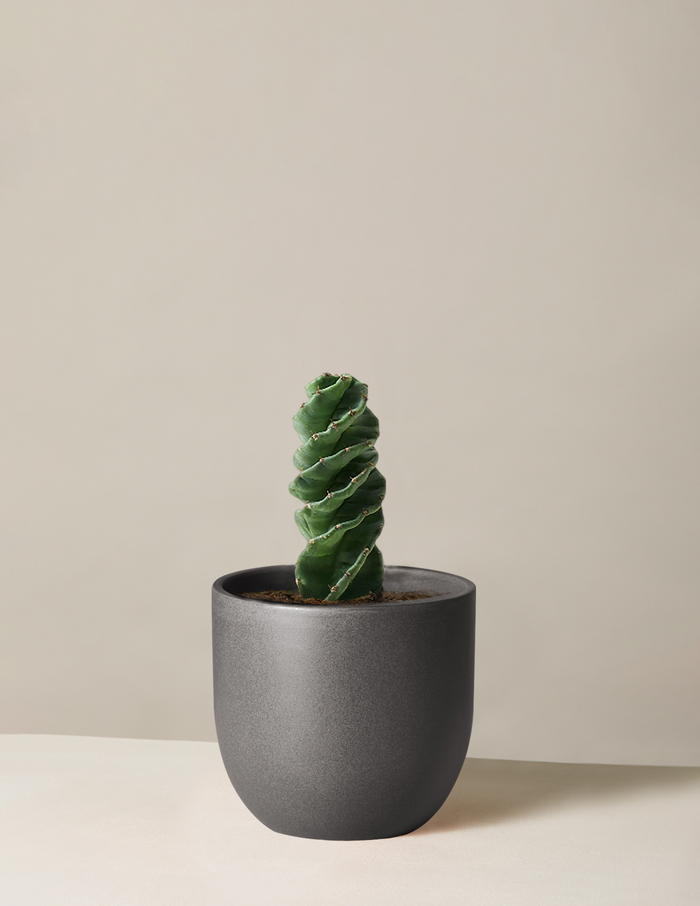 Medium (5"-9" tall) / Grant (7" wide) / Black