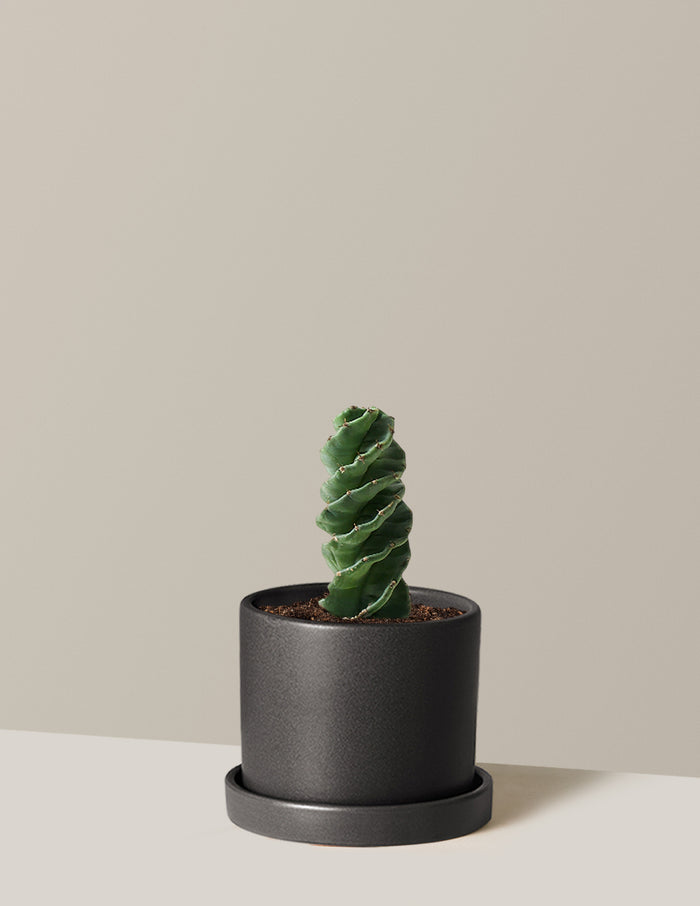 Medium (5"-9" tall) / Hyde (7.5" wide) / Black