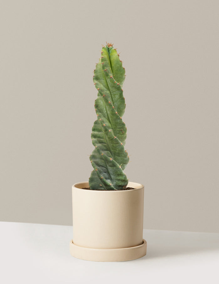 Medium (5"-9" tall) / Hyde (7.5" wide) / Cream