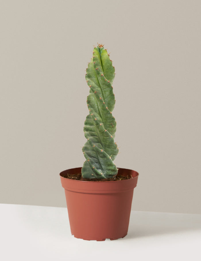 Medium (5"-9" tall) / Grow Pot (6"wide) / Plastic