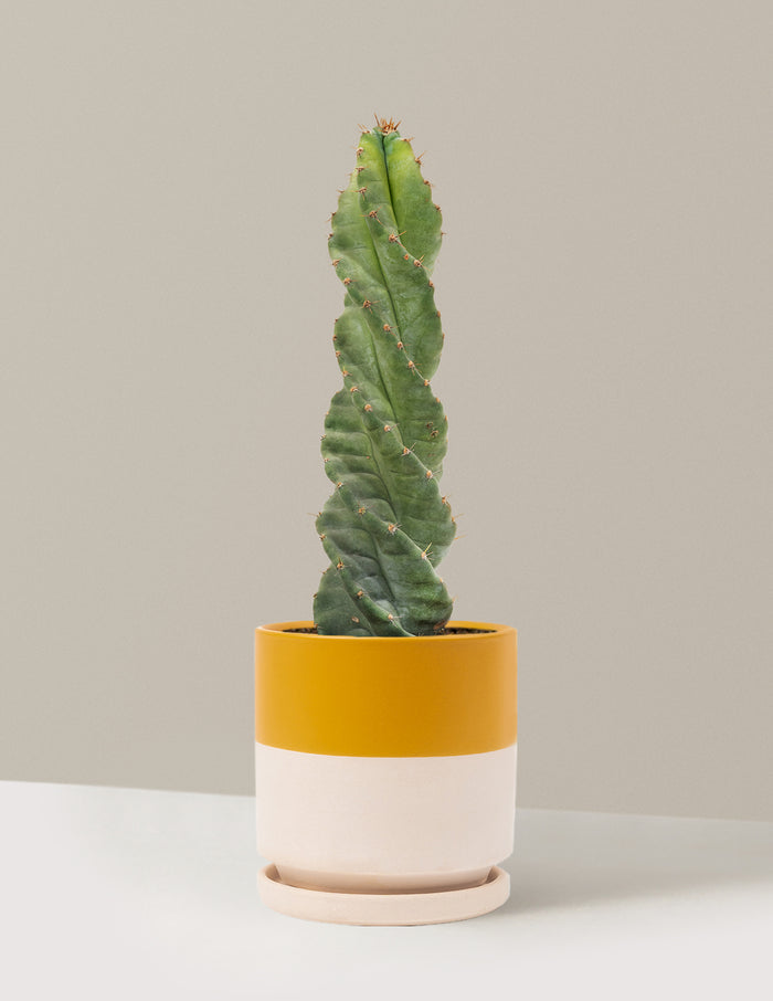 Medium (5"-9" tall) / Isabella (6.25" wide) / Top Half Mustard