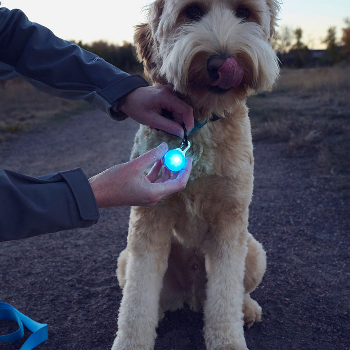SpotLit Dog Light