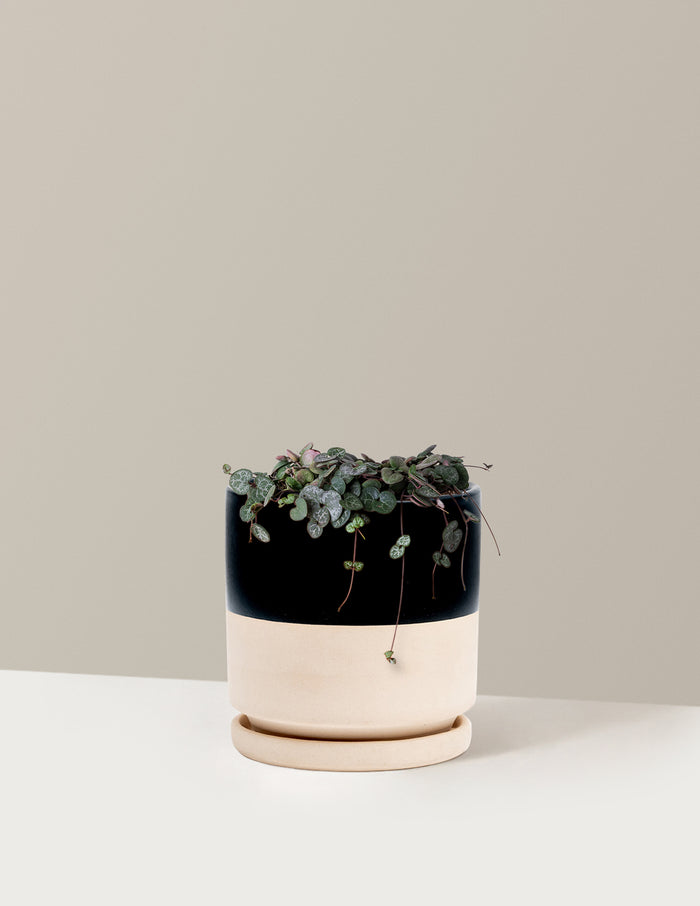 Medium / Isabella (6.25" wide) / Top Half Black