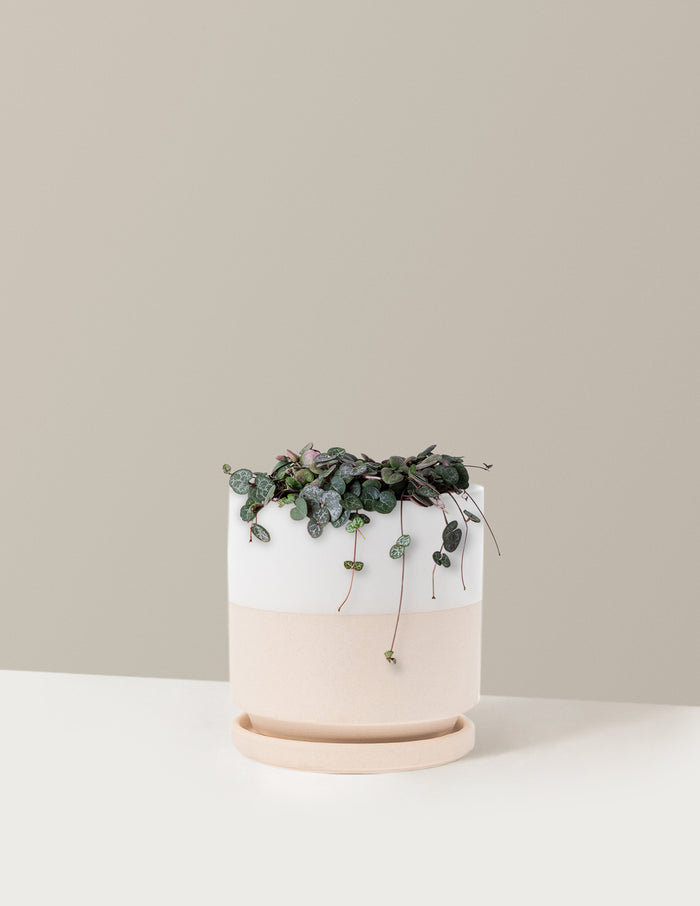 Medium / Isabella (6.25" wide) / Top Half White