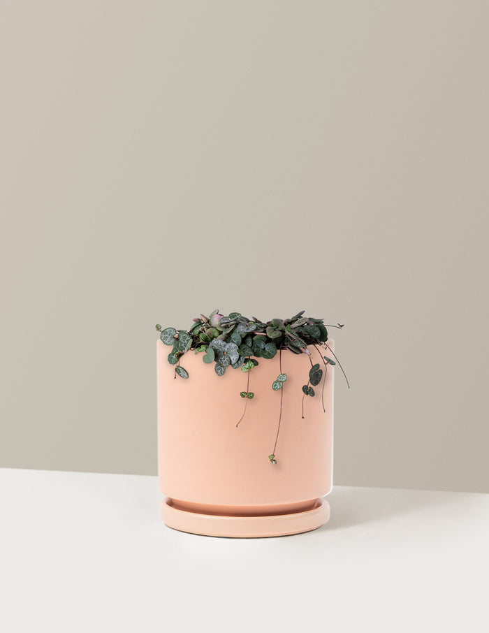 Medium / Isabella (6.25" wide) / Blush