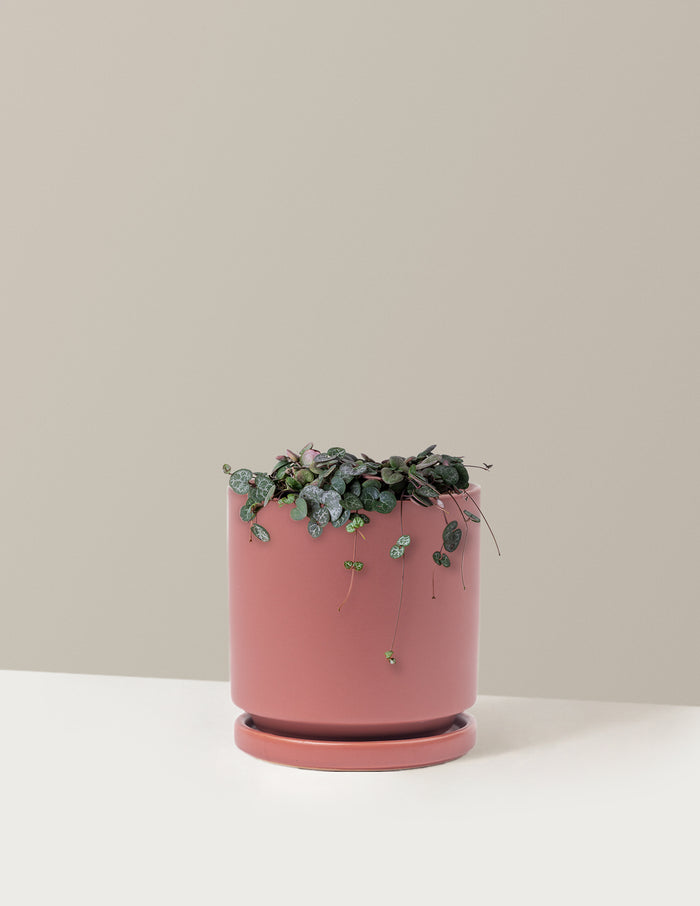 Medium / Isabella (6.25" wide) / Dusty Rose