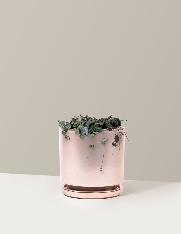 Medium / Isabella (6.25" wide) / Rose Gold