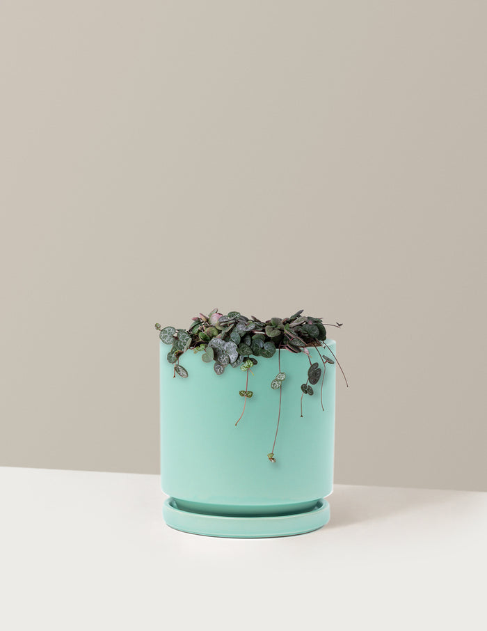 Medium / Isabella (6.25" wide) / Sea Glass