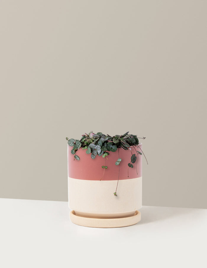 Medium / Isabella (6.25" wide) / Top Half Dusty Rose