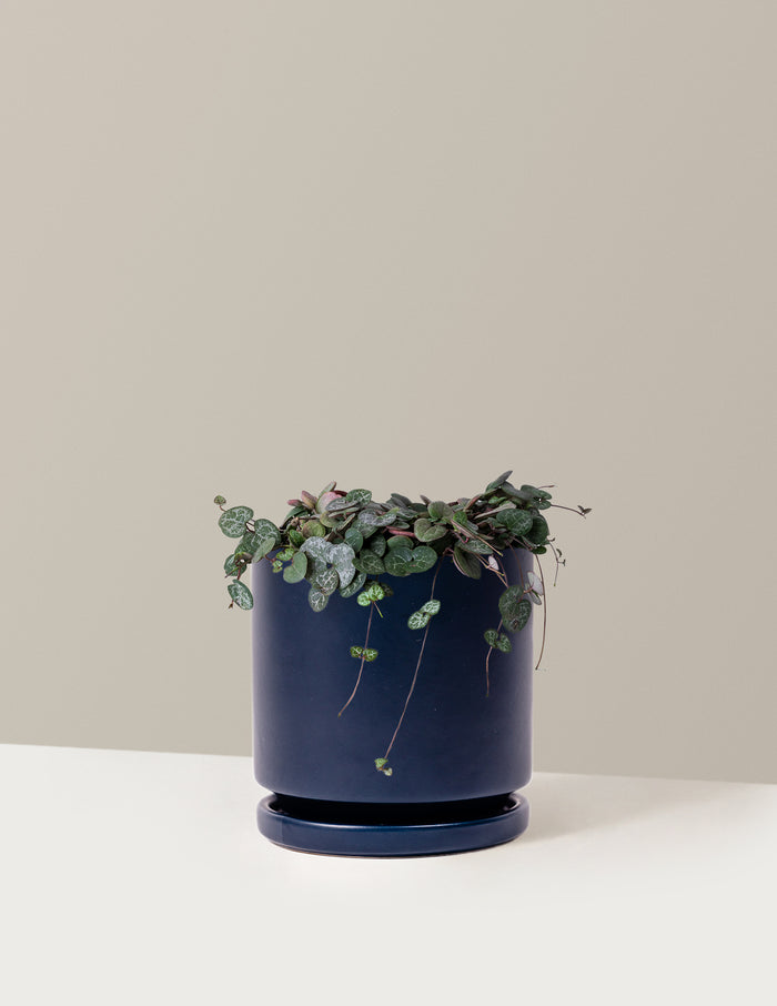 Medium / Isabella (6.25" wide) / Midnight