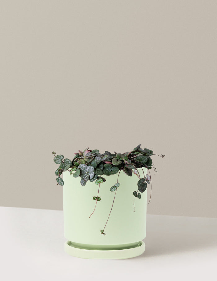 Medium / Isabella (6.25" wide) / Sage