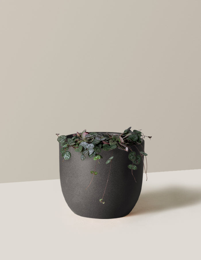 Medium / Grant (7" wide) / Black