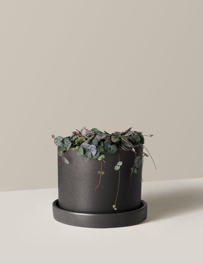 Medium / Hyde (7.5" wide) / Black