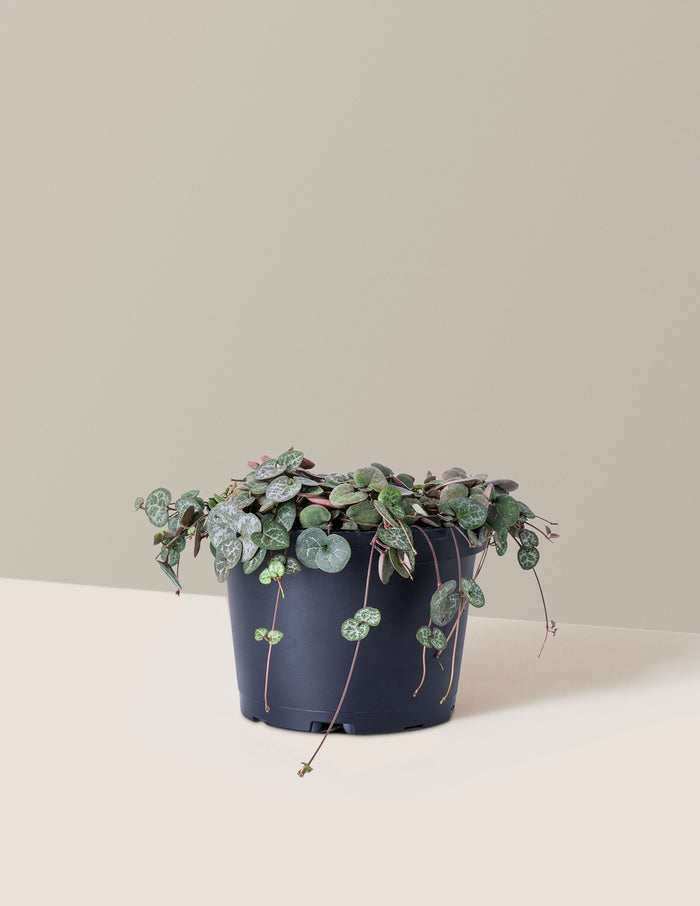 Medium / Grow Pot (6" wide) / Plastic